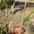 Stem and fruits