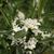 Daphne caucasica flowers