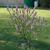 Daphne mezereum-cultivated