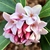Flower - Closeup - Mid-Feb., Warren Co., NC