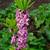 Daphne mezereum flowers