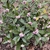Shrub with variegated leaves and clusters of pale pink flowers.