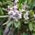 Pale pink, 4-petaled flowers and narrow green leaves.