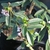 Small, 4-parted, pale pink flowers.