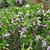Small, rounded shrub with many solitary flowers.