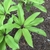 Bright green leaves in Spring with red or pink tones on stems