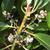 Daphniphyllum macropodum