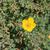 Potentilla fruiticosa