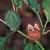 Datura stramonium