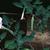 Datura stramonium