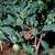 Datura stramonium