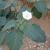 Datura innoxia