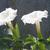 Datura innoxia