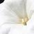 Datura innoxia