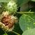 Datura metel