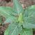 Datura metel