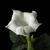 Datura metel