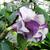 Datura metel