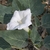 Leafy shoot bearing large, white, trumpet-shaped flower