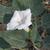 Flower and leaves