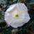 Frontal view close-up of white trumpet-shaped flower.