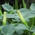 Erect buds with twisted corolla, emerging from foliage.