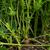 carrot's leaves