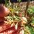 Leaves of a carrot