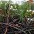 Rhizomes