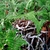 Potted fern with lacy fronds and fuzzy, creeping rhizomes.