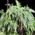 Potted fern with lacy fronds.