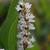 Pontederia cordata alba