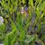 Pontederia cordata alba
