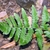Close-up of frond with pinnatifid pinnules