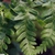 Close-up of pinnules