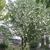 Davidia involucrata