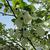 Davidia involucrata