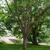 Davidia involucrata