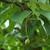 Davidia involucrata var. Vilmoriniana