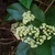 White flat-topped clusters of flowers