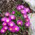 Delosperma sutherlandii