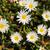 Delosperma 'Oberg'