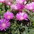 Delosperma cooperi