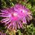 Close up of flower
