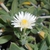 Flower and leaves of D. litorale