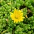 Succulent leaves and yellow flower