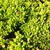 succulent mat-forming plant