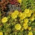 Succulent leaves and yellow flowers on a mat-forming plant.