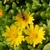 succulent mat-forming plant; yellow flower & syrphid fly visitor