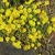 Succulent leaves and yellow flowers on a mat-forming plant.